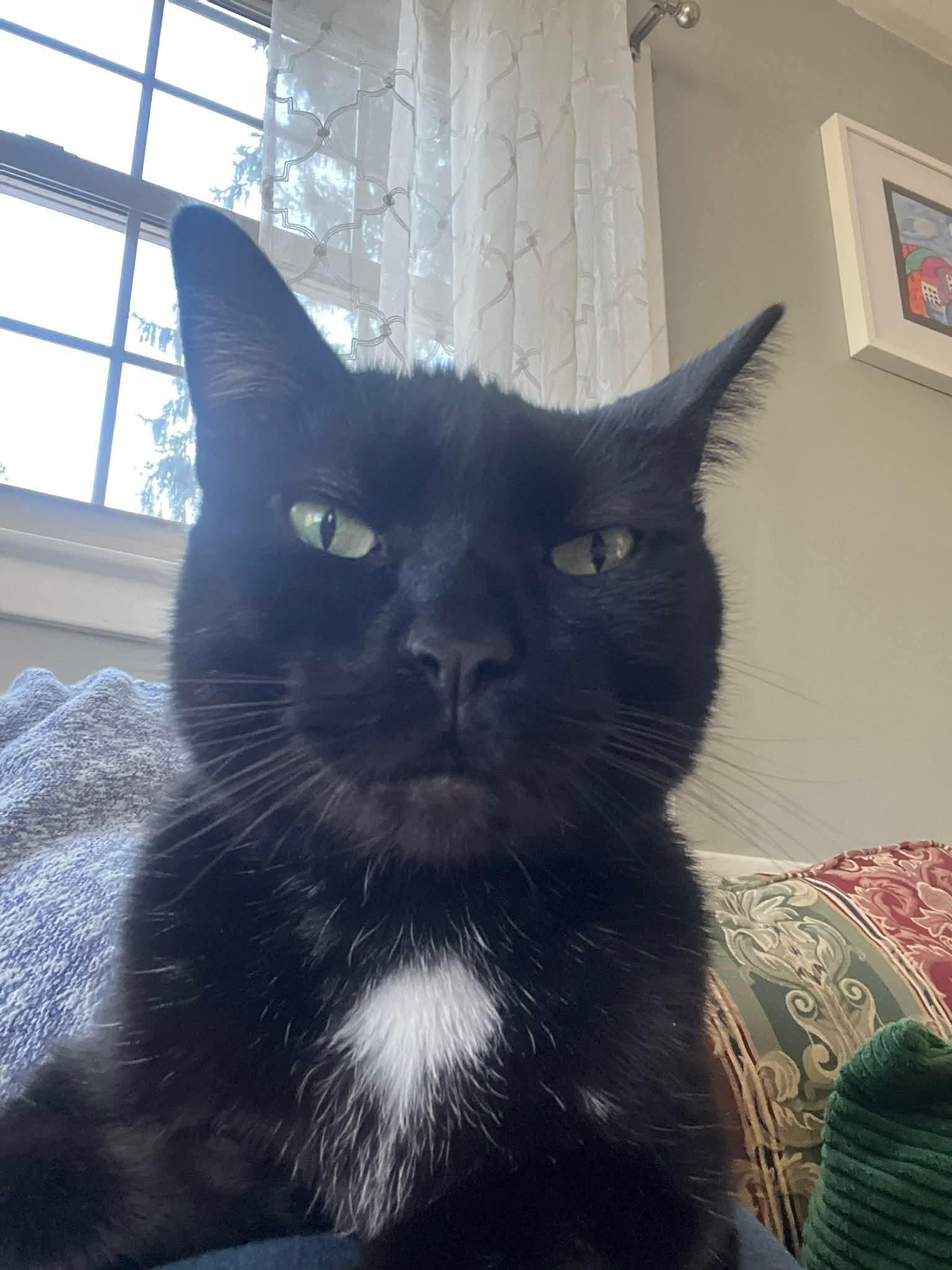 Rosco — thumbnail 2