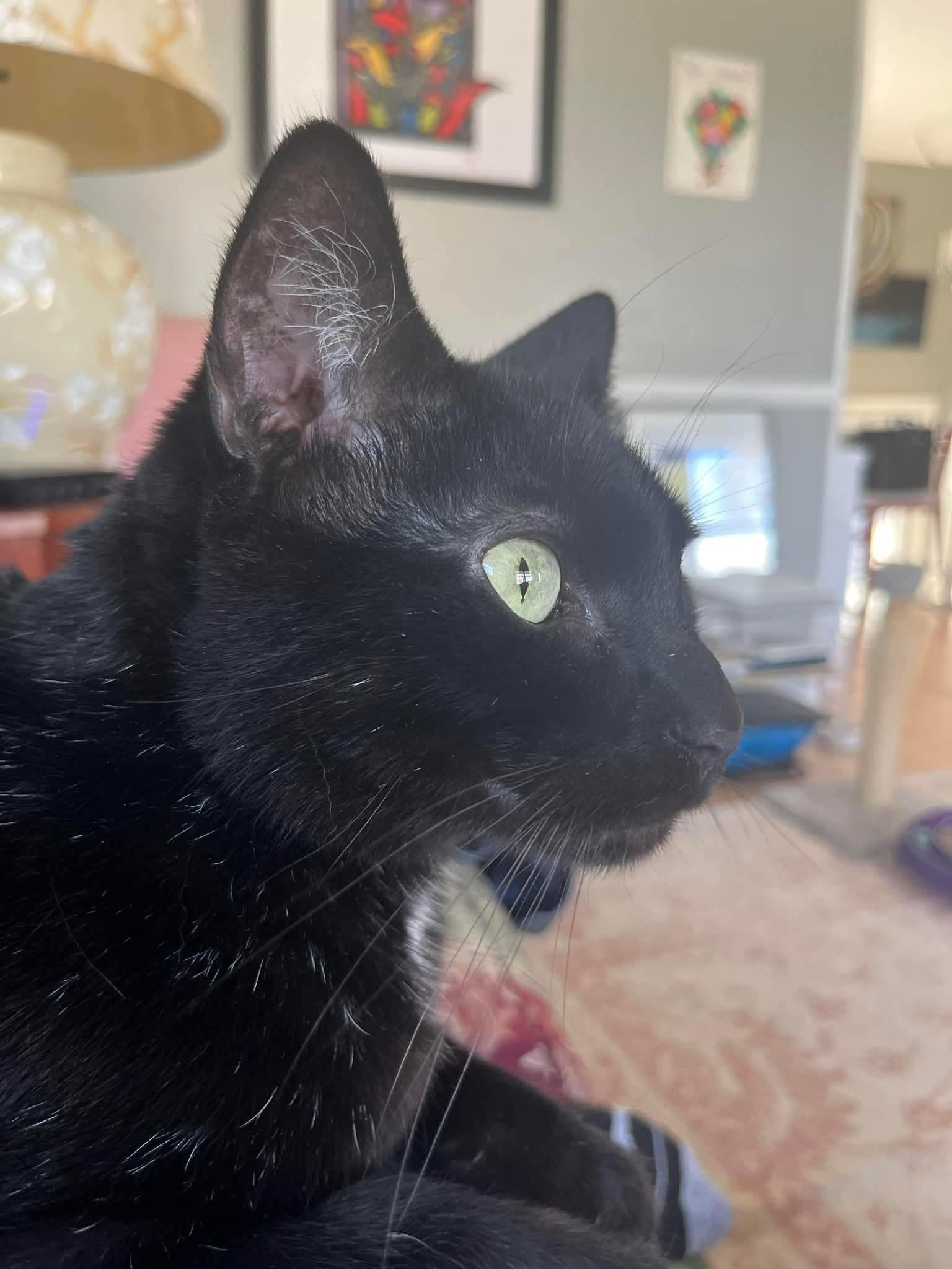 Rosco — thumbnail 3