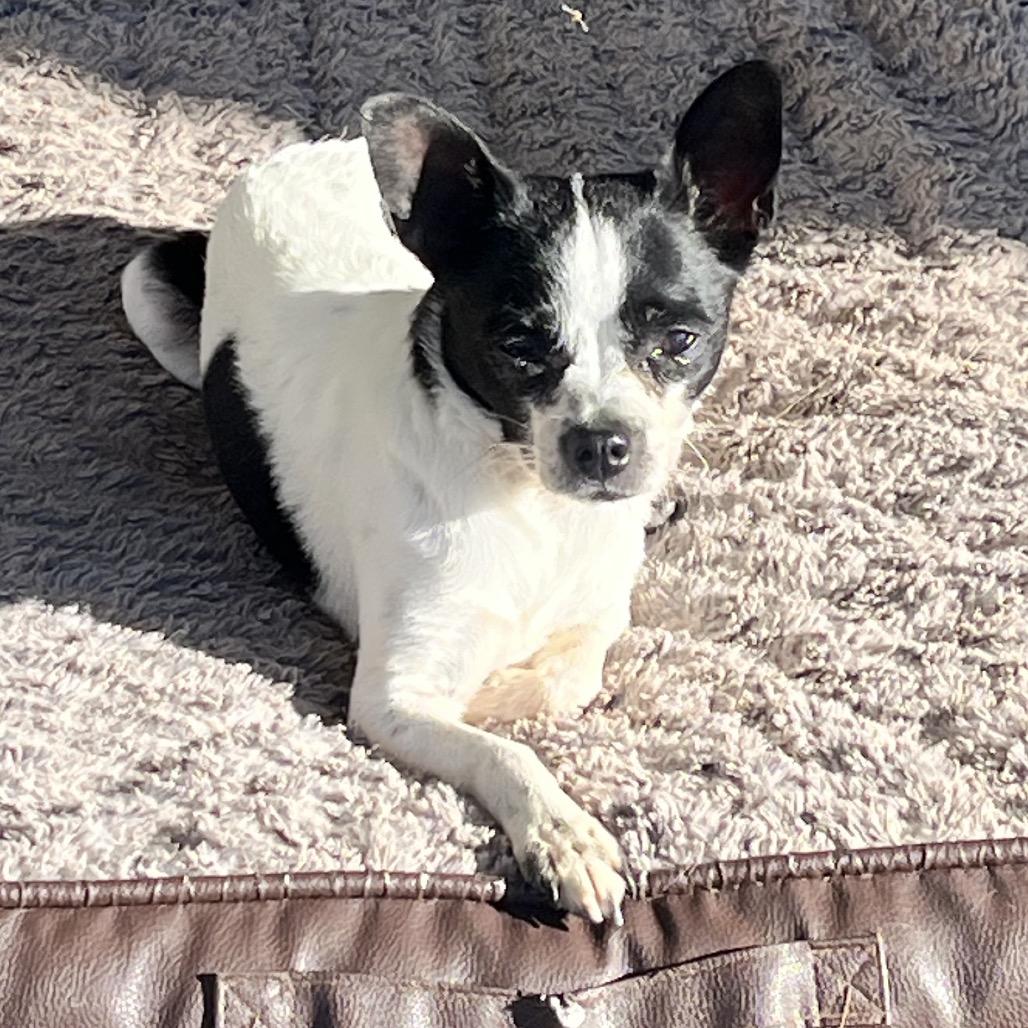 Spicy, Adoptable, Senior Female Chihuahua & Mixed Breed.