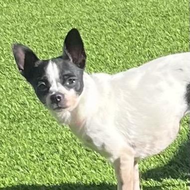 Enlarge Spicy, a Adoptable mixed breed in Las Vegas, NV image 2/2