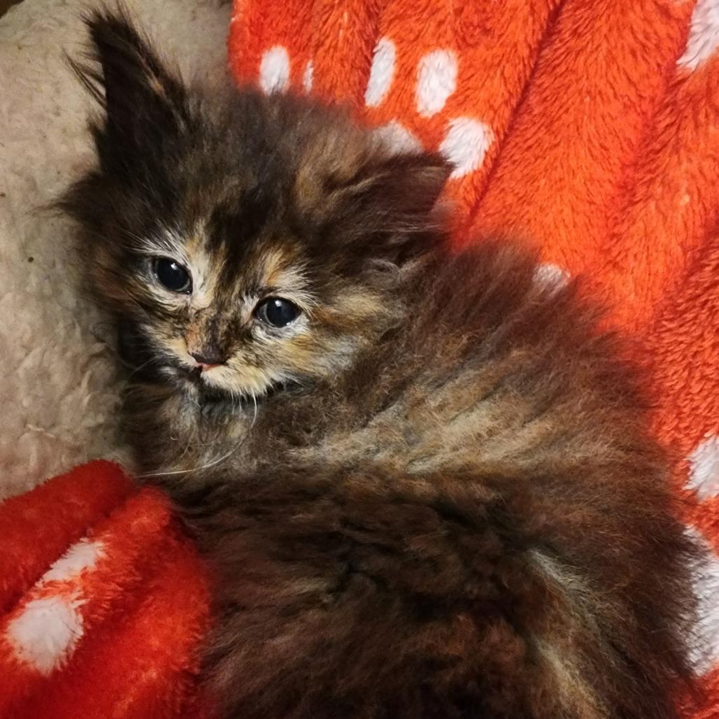 SEAHORSE (bonded w/Clownfish)