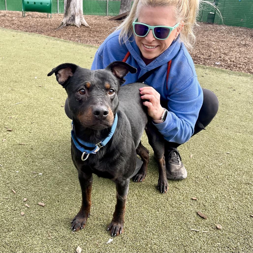 Enlarge Johnny, a Adoptable mixed breed in Deerfield, IL image 1/6