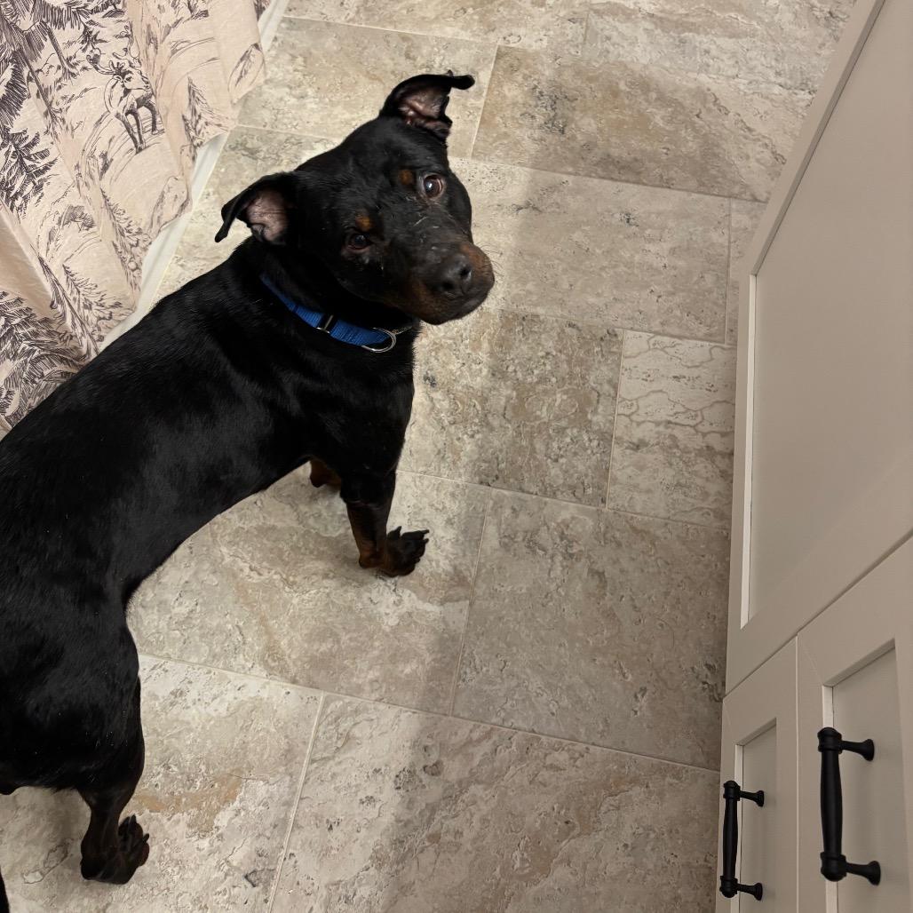 Enlarge Johnny, a Adoptable mixed breed in Deerfield, IL image 2/6