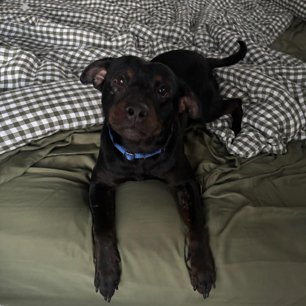 Enlarge Johnny, a Adoptable mixed breed in Deerfield, IL image 3/6