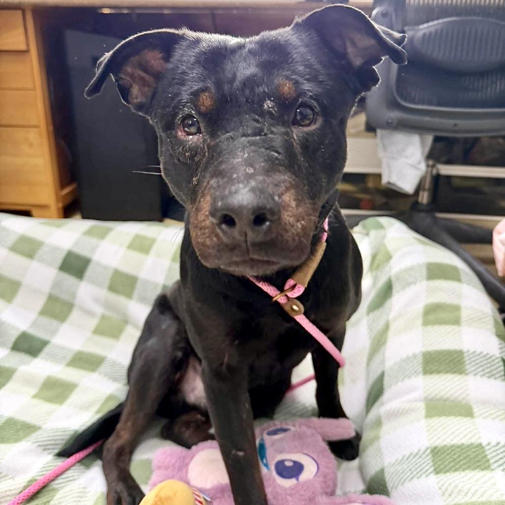 Enlarge Johnny, a Adoptable mixed breed in Deerfield, IL image 4/6