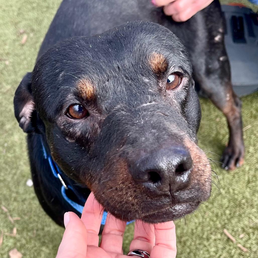 Enlarge Johnny, a Adoptable mixed breed in Deerfield, IL image 5/6