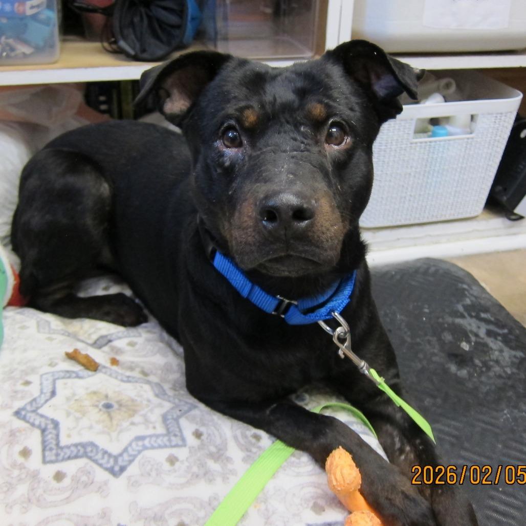 Enlarge Johnny, a Adoptable mixed breed in Deerfield, IL image 6/6