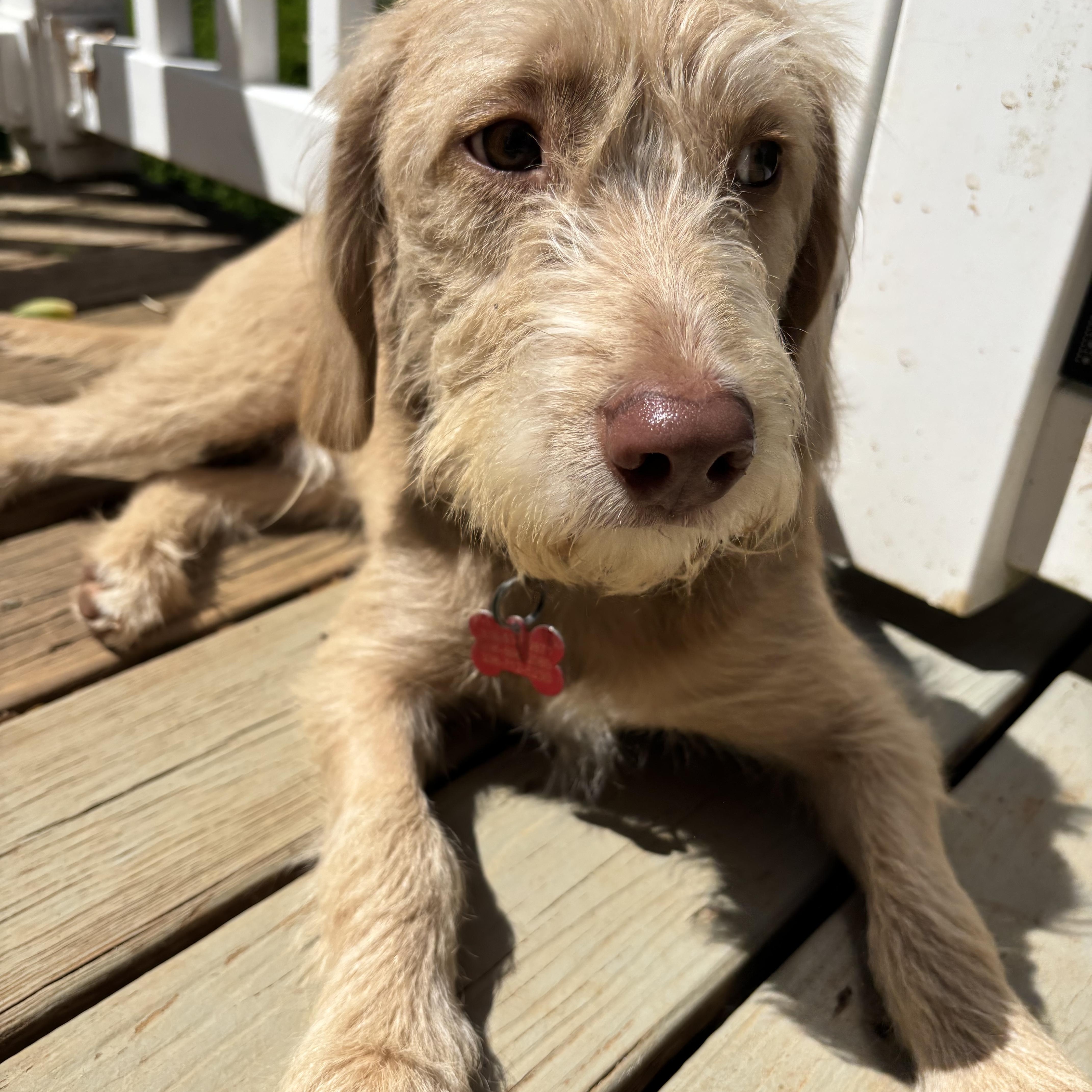 Sammy Bassetoodle photo 3