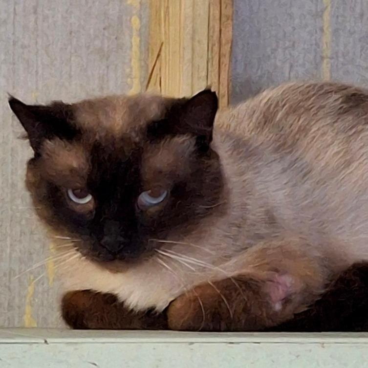 Bruno, Adoptable, Adult Male Siamese & Domestic Short Hair.