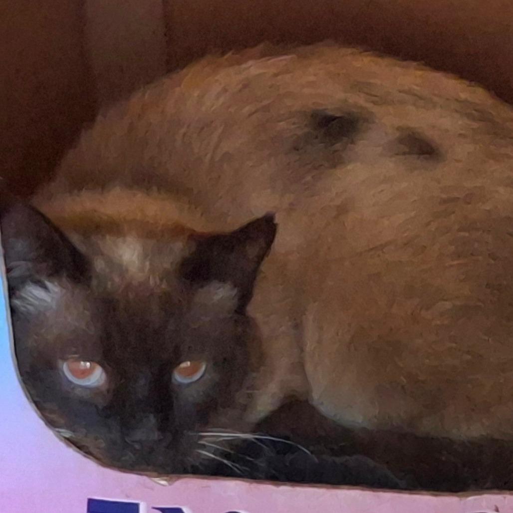 Enlarge Bruno, a Adoptable mixed breed in Titusville, FL image 2/4