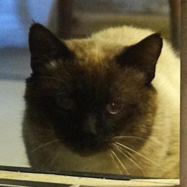 Enlarge Bruno, a Adoptable mixed breed in Titusville, FL image 3/4