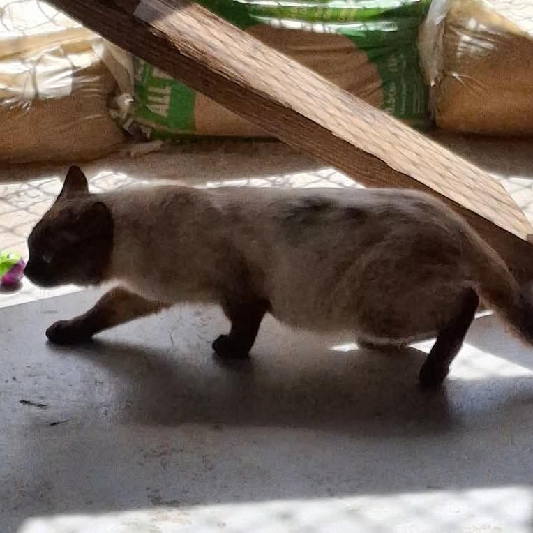 Enlarge Bruno, a Adoptable mixed breed in Titusville, FL image 4/4