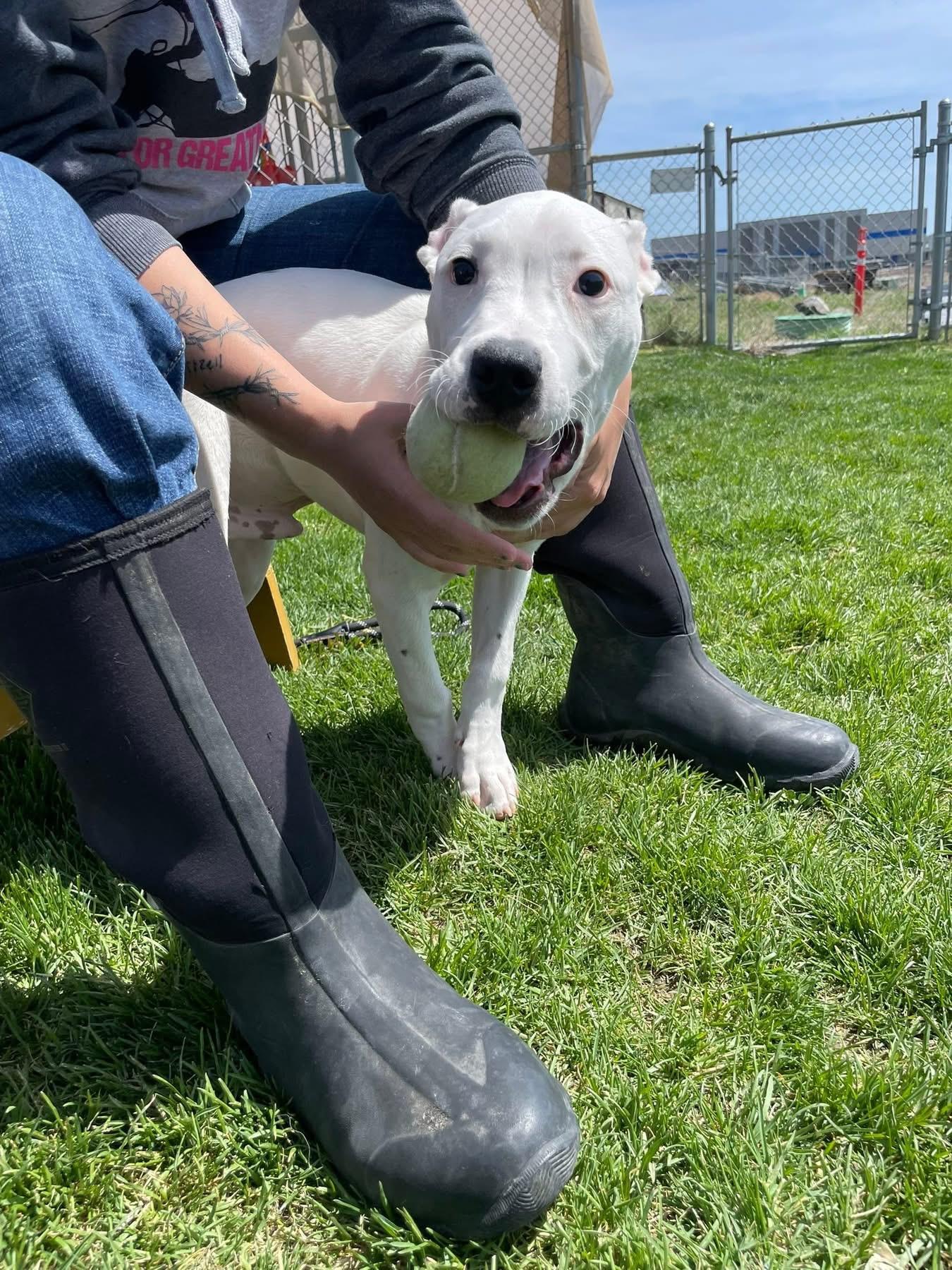 Roco, an adopted mixed breed in Prineville, OR image 4/5