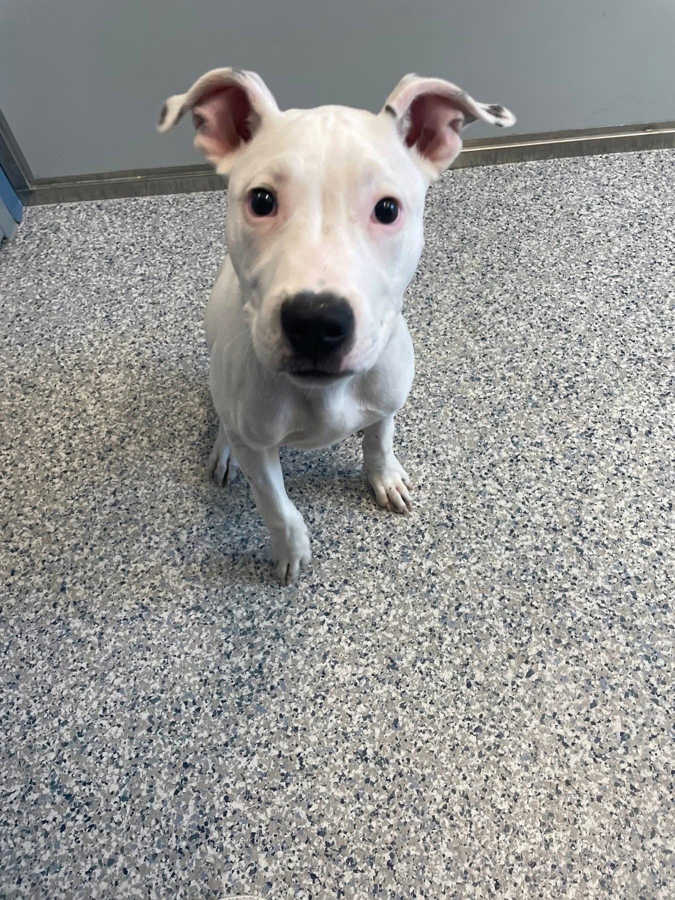 Roco, an adopted mixed breed in Prineville, OR image 5/5