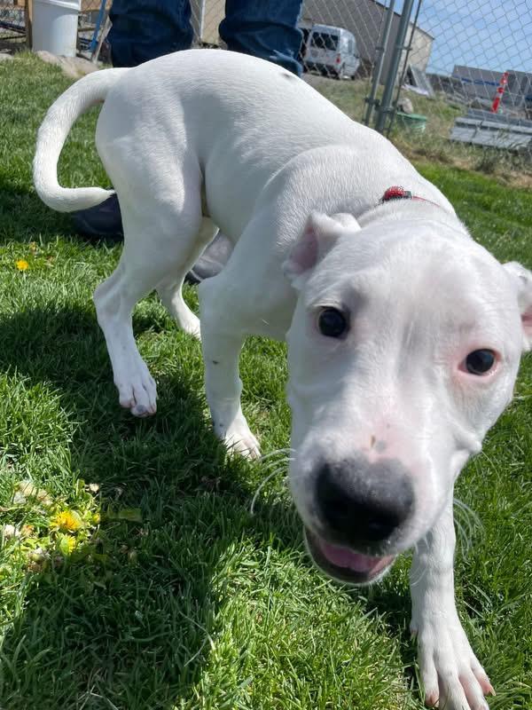 Roco, an adopted mixed breed in Prineville, OR image 2/5