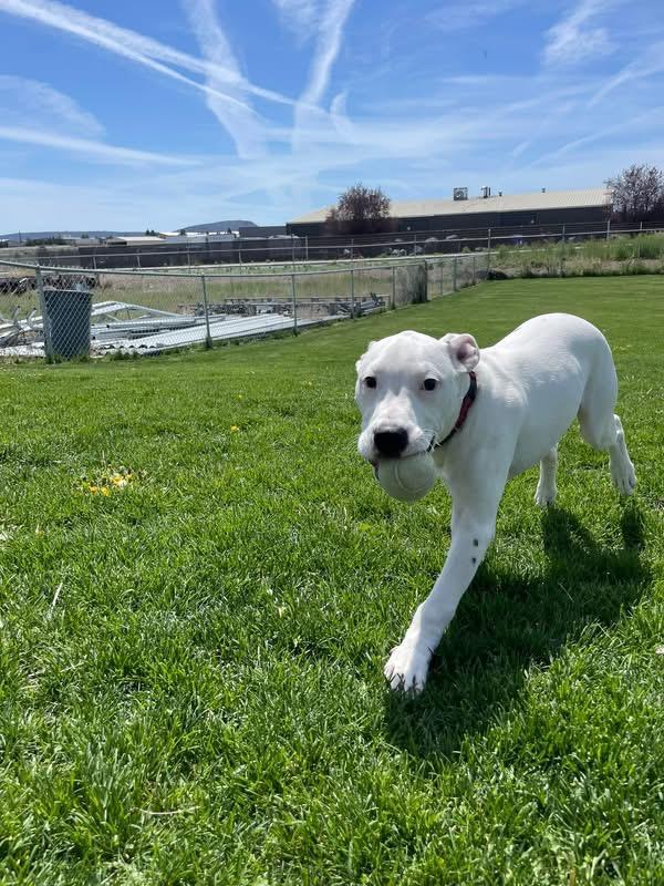 Roco, adopted, Young Male Pit Bull Terrier.