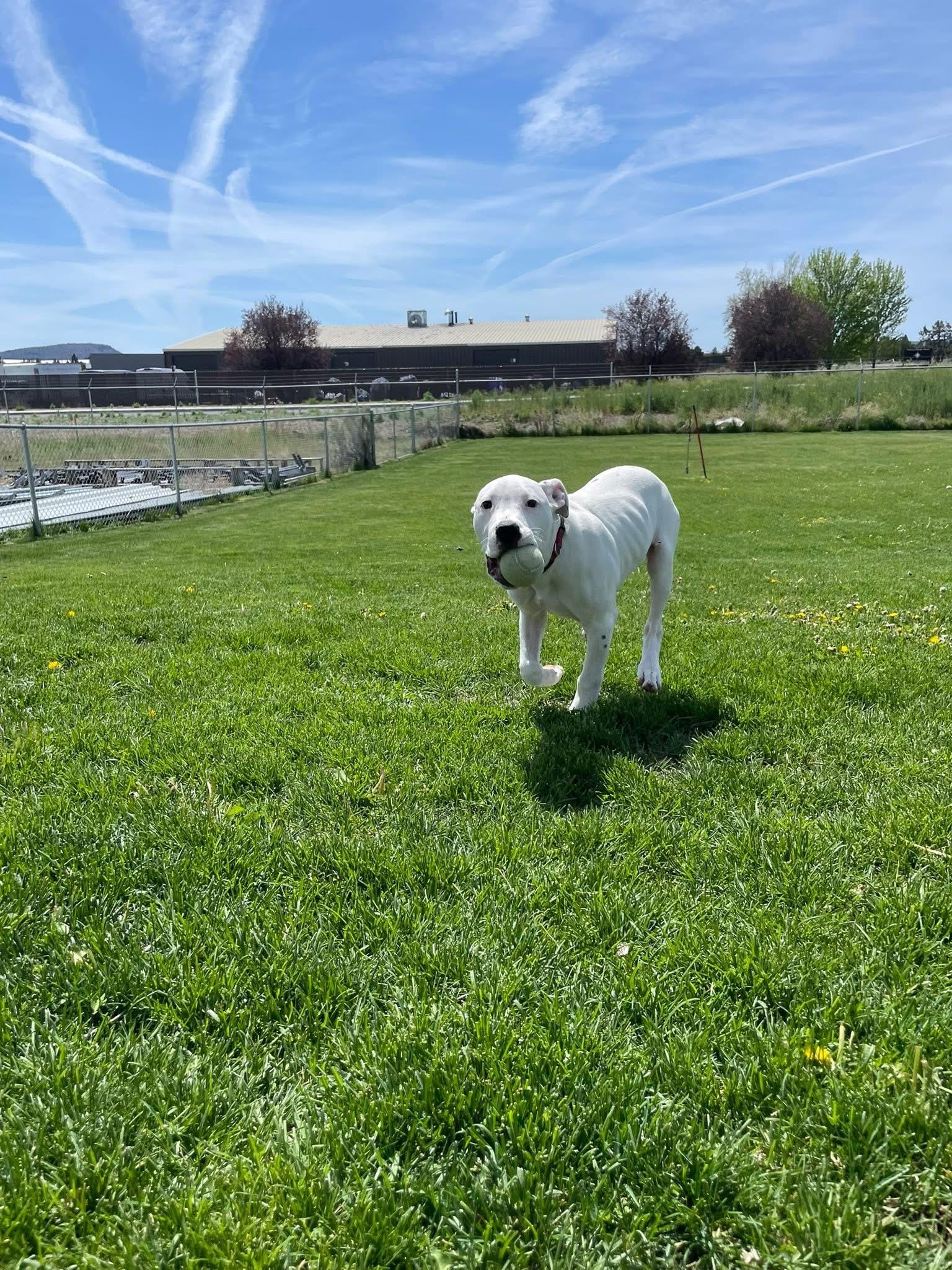 Roco, an adopted mixed breed in Prineville, OR image 3/5