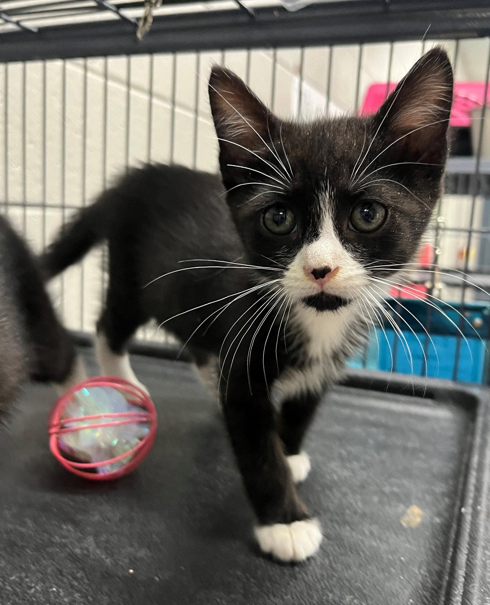 Lucius, Adoptable, Kitten Male Domestic Short Hair.