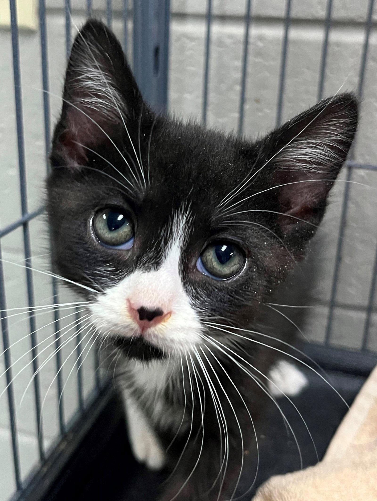 Enlarge Lucius, a Adoptable Domestic Short Hair in Carrollton, GA image 2/3