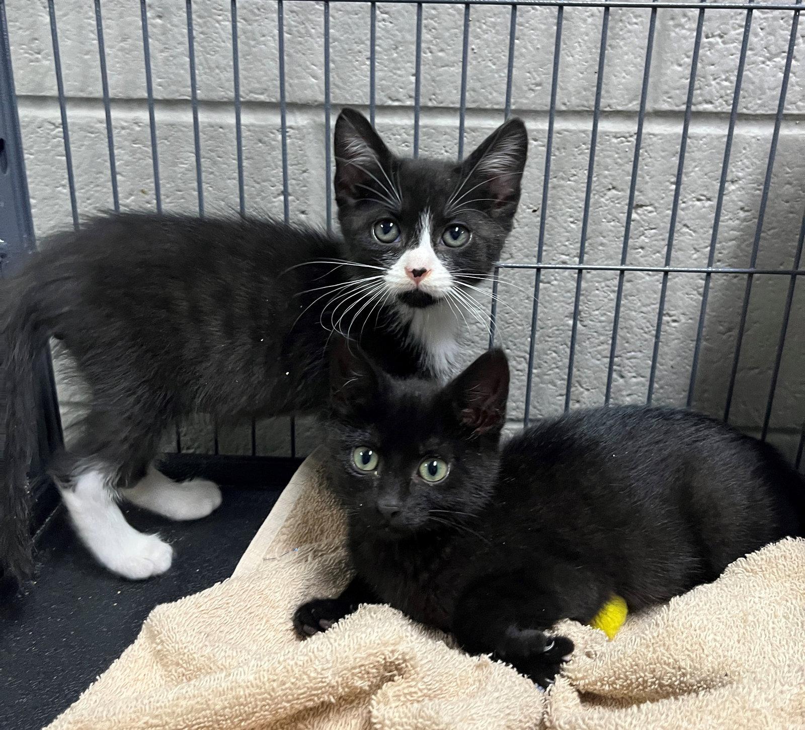 Enlarge Lucius, a Adoptable Domestic Short Hair in Carrollton, GA image 3/3