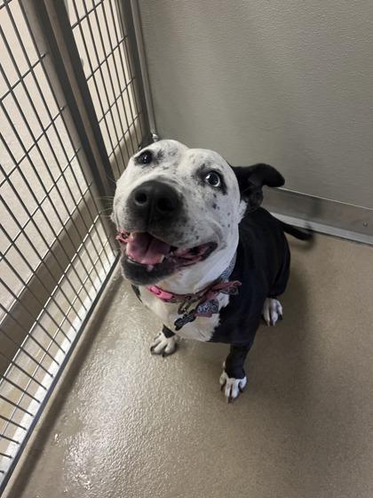 Enlarge Love, a Adoptable mixed breed in Norfolk, VA image 1/3