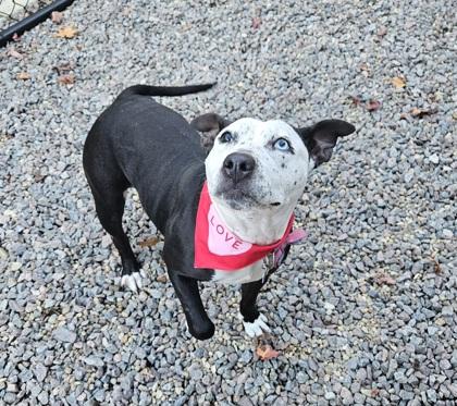 Enlarge Love, a Adoptable mixed breed in Norfolk, VA image 3/3