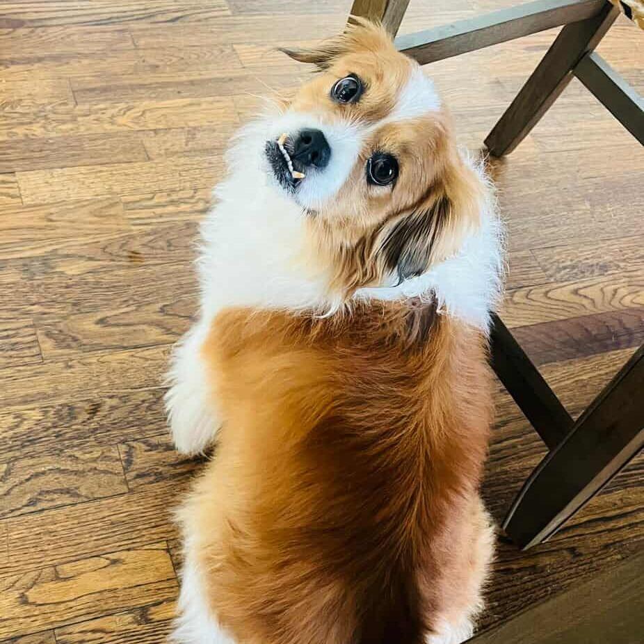 Link, a Adoptable mixed breed in Hackett, AR image 1/5