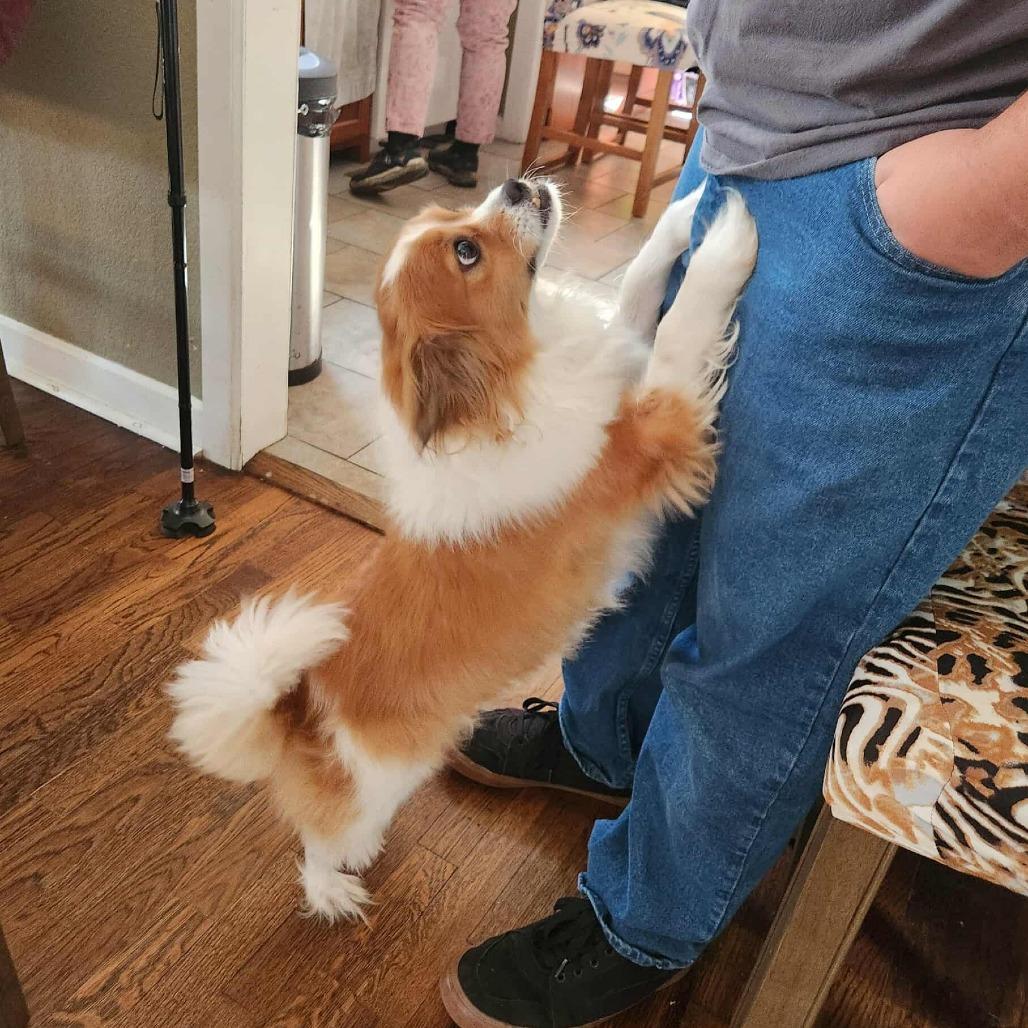 Link, a Adoptable mixed breed in Hackett, AR image 2/5