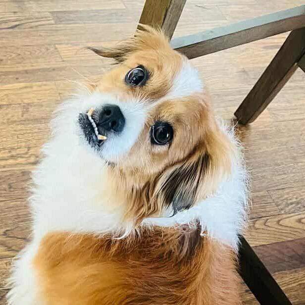 Link, a Adoptable mixed breed in Hackett, AR image 3/5