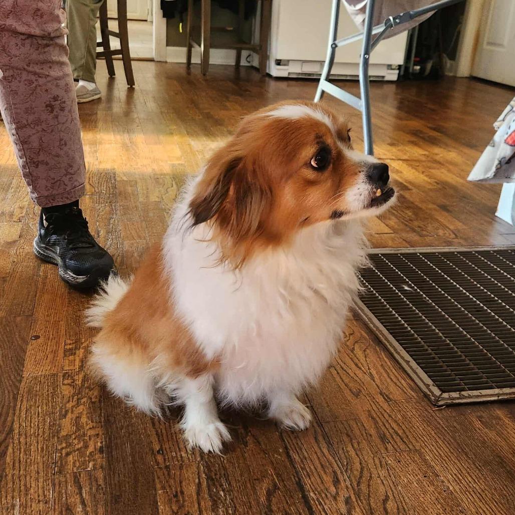 Link, a Adoptable mixed breed in Hackett, AR image 4/5