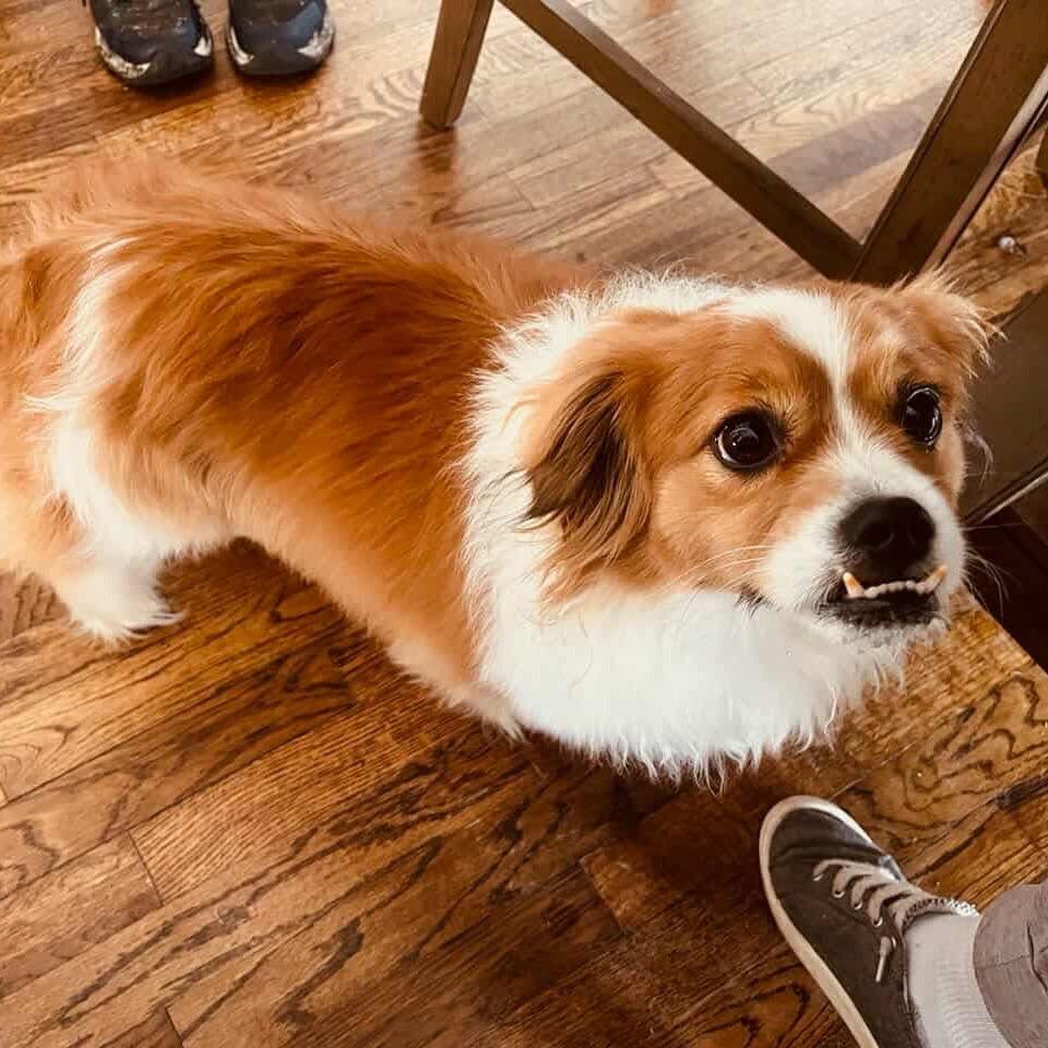 Link, a Adoptable mixed breed in Hackett, AR image 5/5