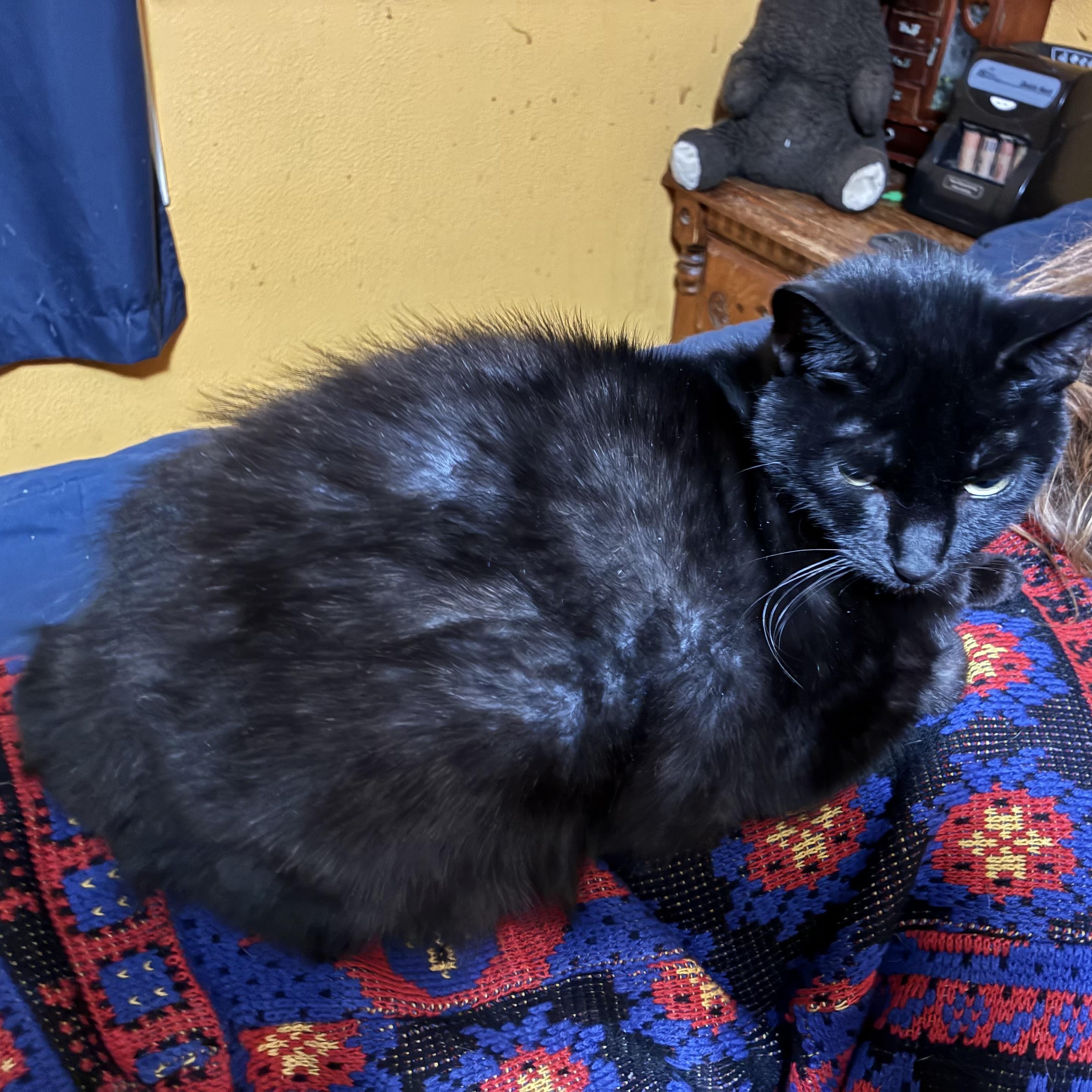 Sweetie, ADOPTABLE, Adult Female Domestic Short Hair.