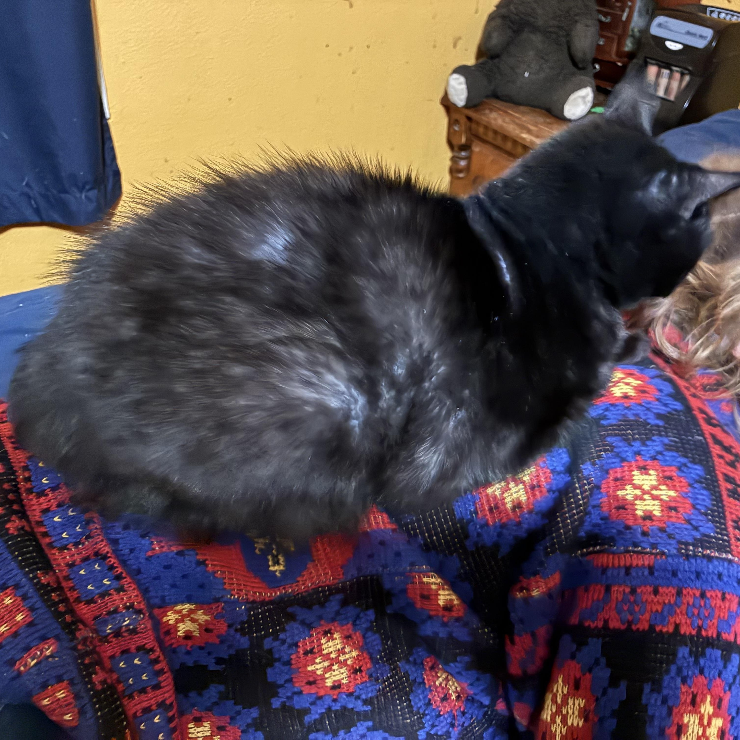 Sweetie, ADOPTABLE, Adult Female Domestic Short Hair.