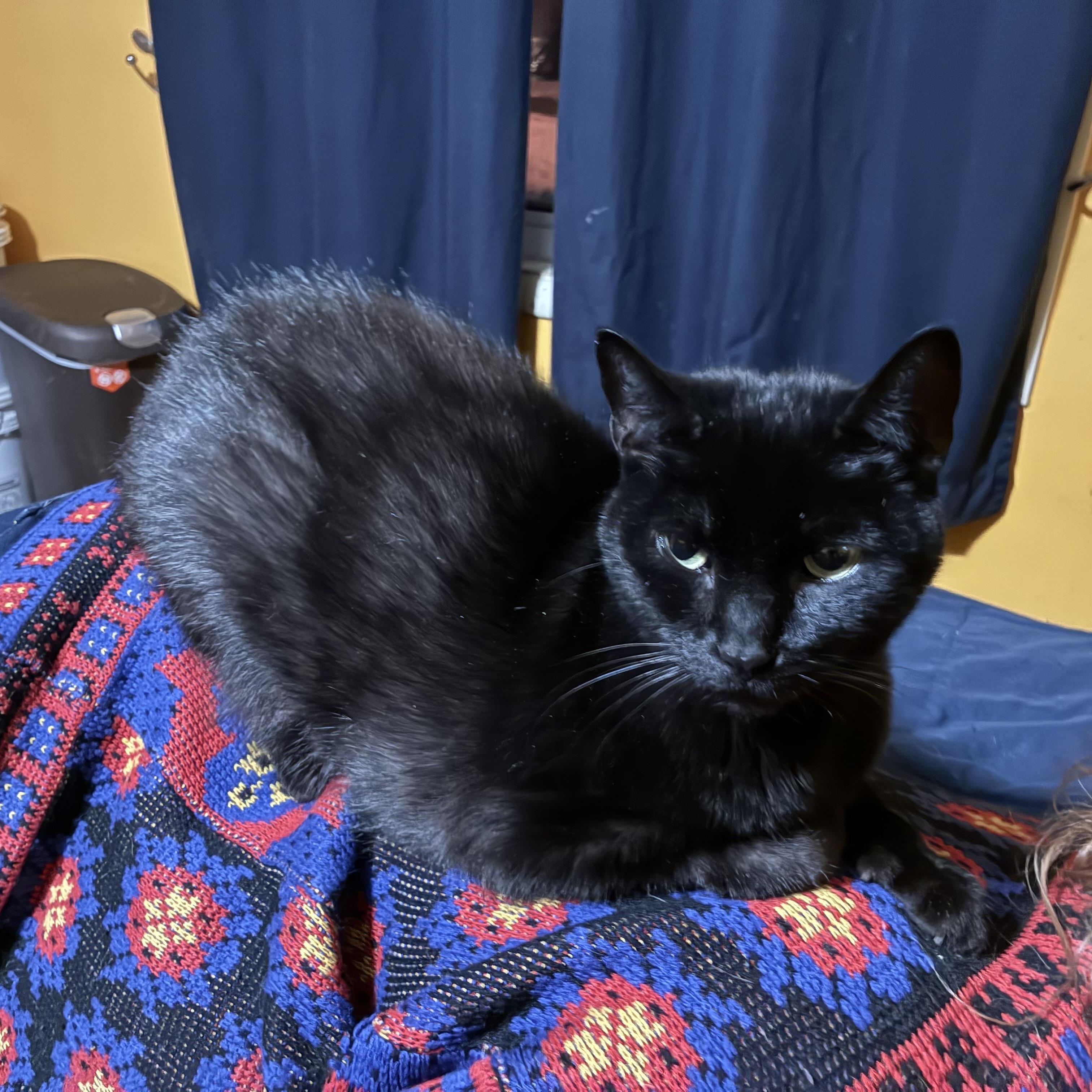 Sweetie, a ADOPTABLE mixed breed in Stahlstown, PA image 3/3