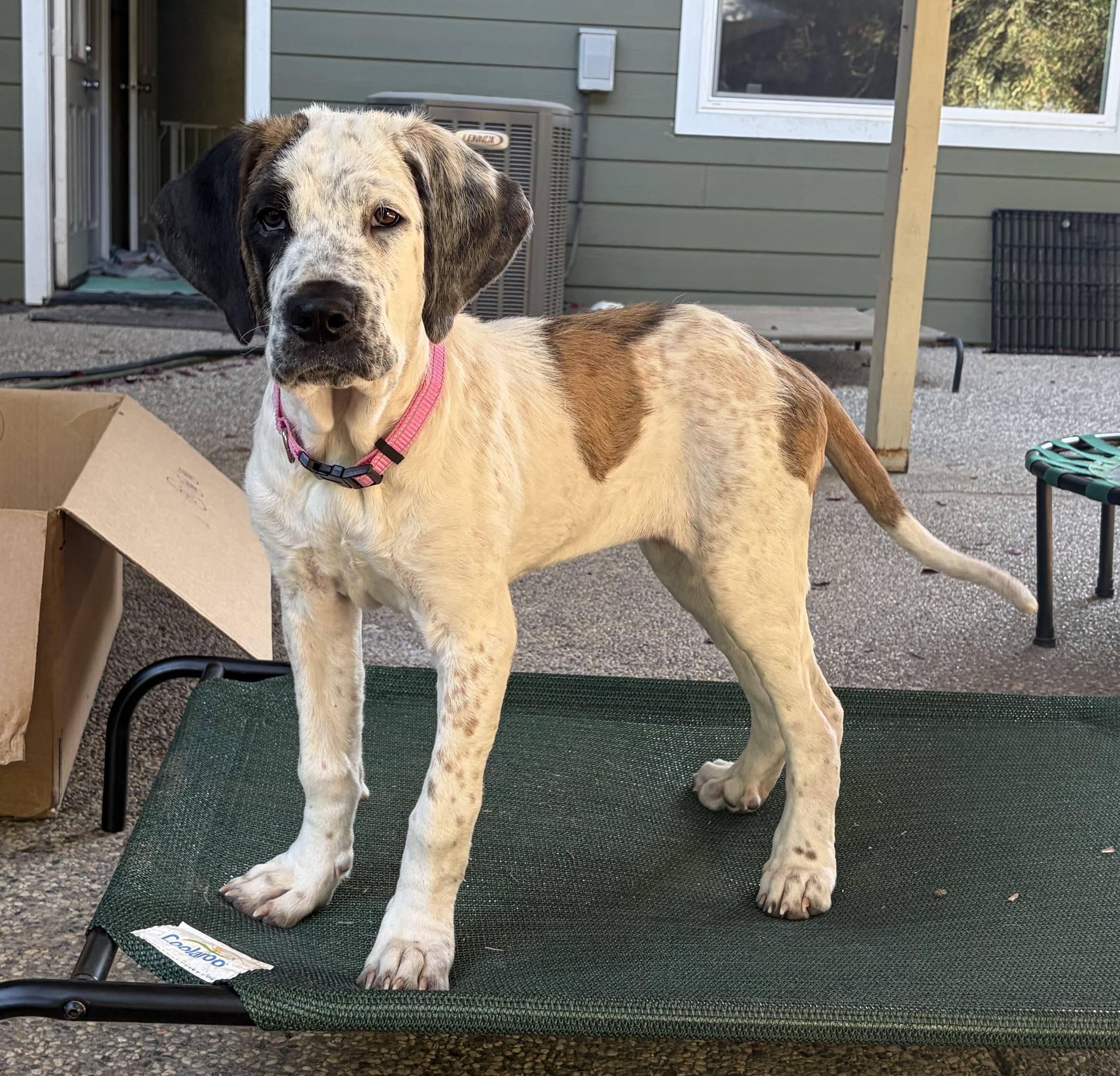 Enlarge Nana, a Adoptable mixed breed in Penryn, CA image 2/4