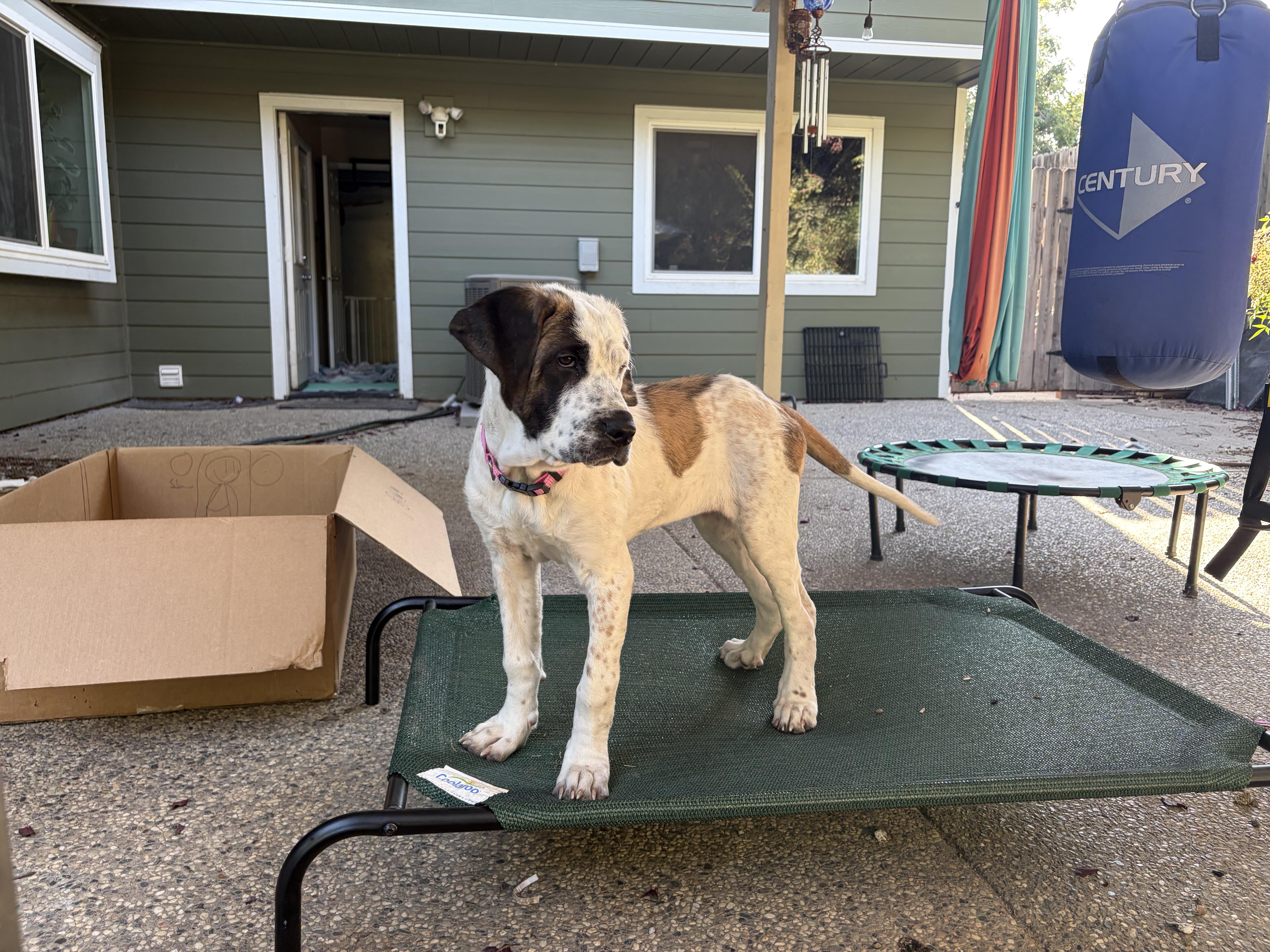 Enlarge Nana, a Adoptable mixed breed in Penryn, CA image 3/4