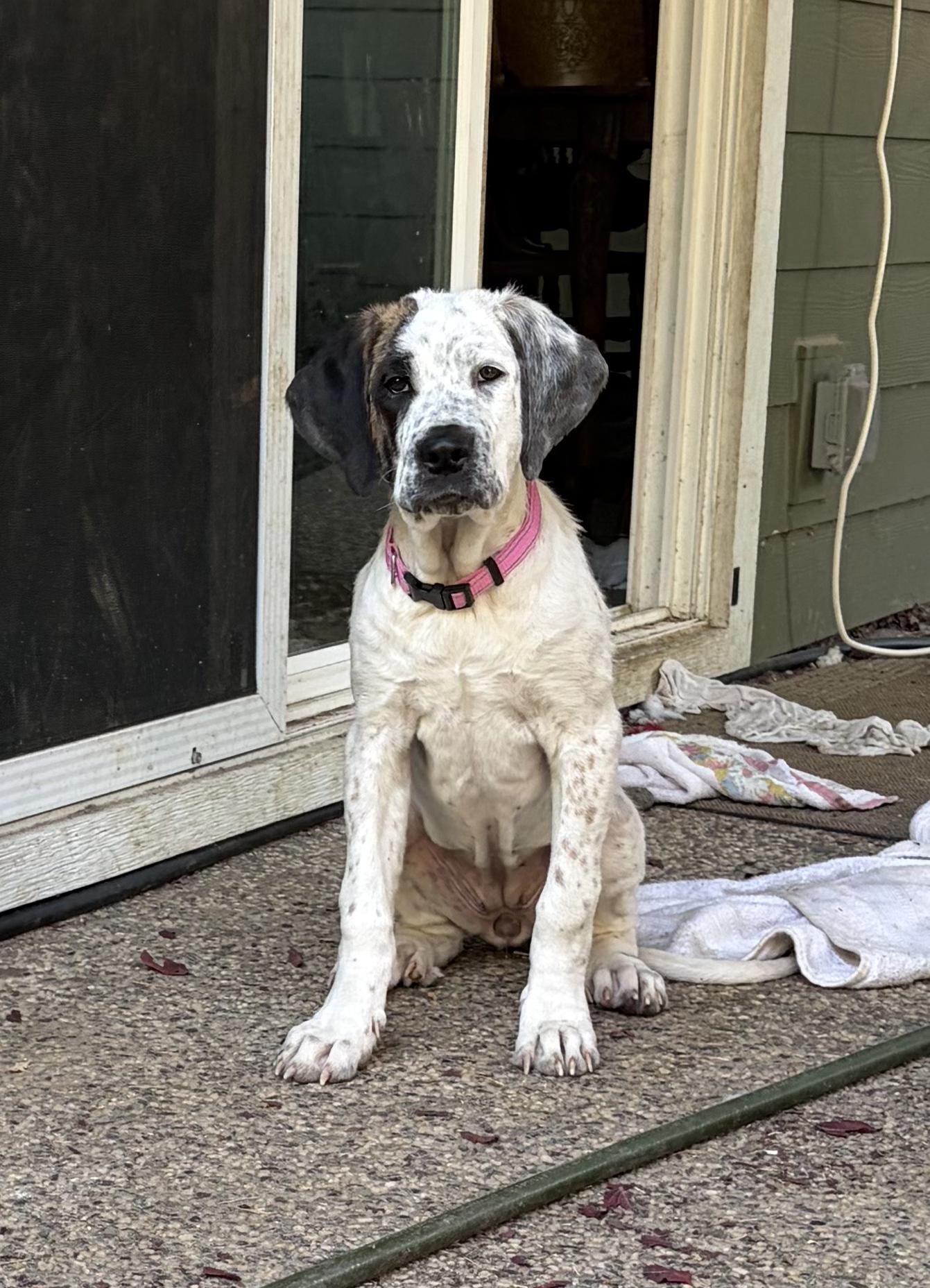 Nana, Adoptable, Puppy Female Saint Bernard.