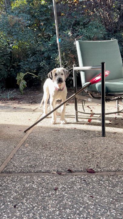 Enlarge Nana, a Adoptable mixed breed in Penryn, CA video 4/4