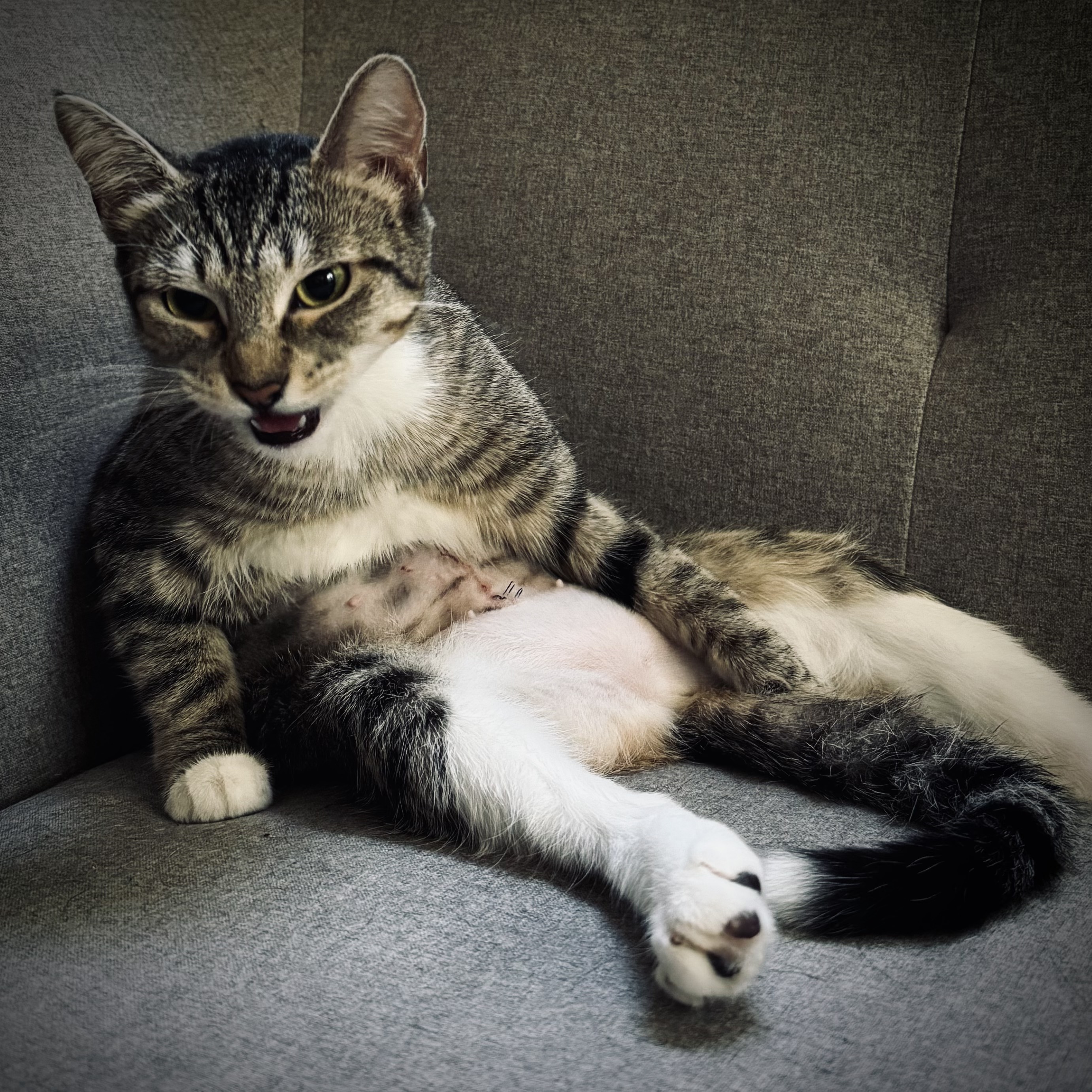 Molly — thumbnail 2