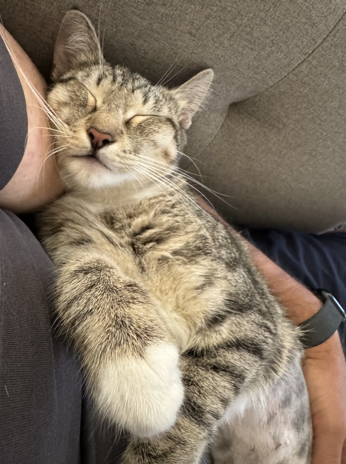 Molly — thumbnail 3