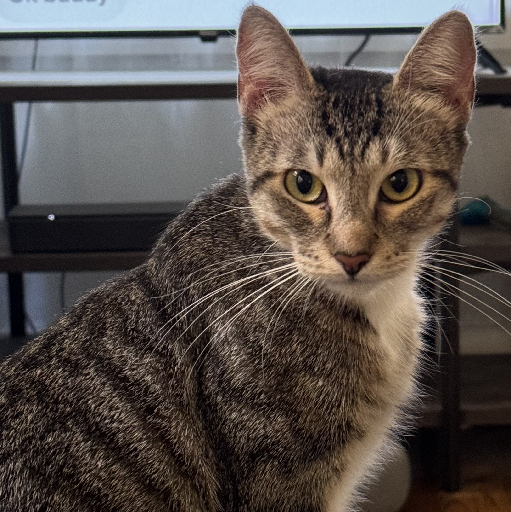 Molly — thumbnail 4