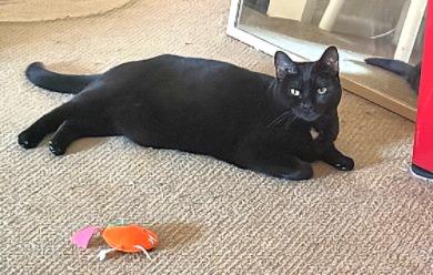 FRIEDA, Adoptable, Adult Female Domestic Short Hair.