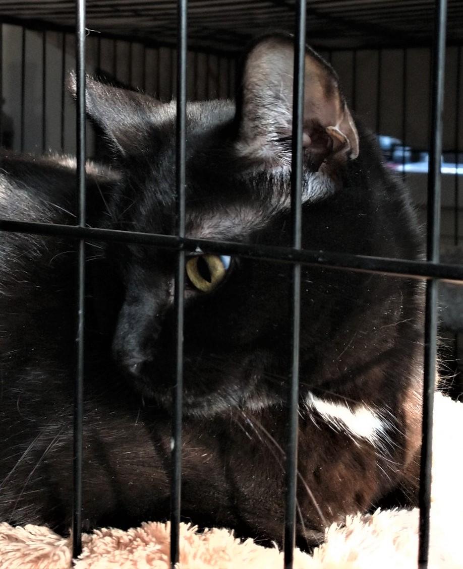 Enlarge FRIEDA, a Adoptable Domestic Short Hair in brooklyn, NY image 6/6