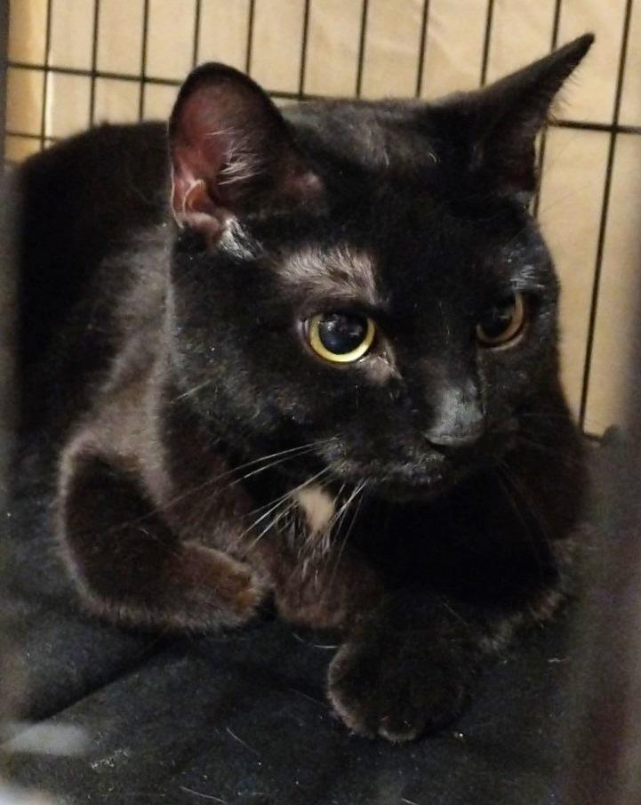 Enlarge FRIEDA, a Adoptable Domestic Short Hair in brooklyn, NY image 4/6