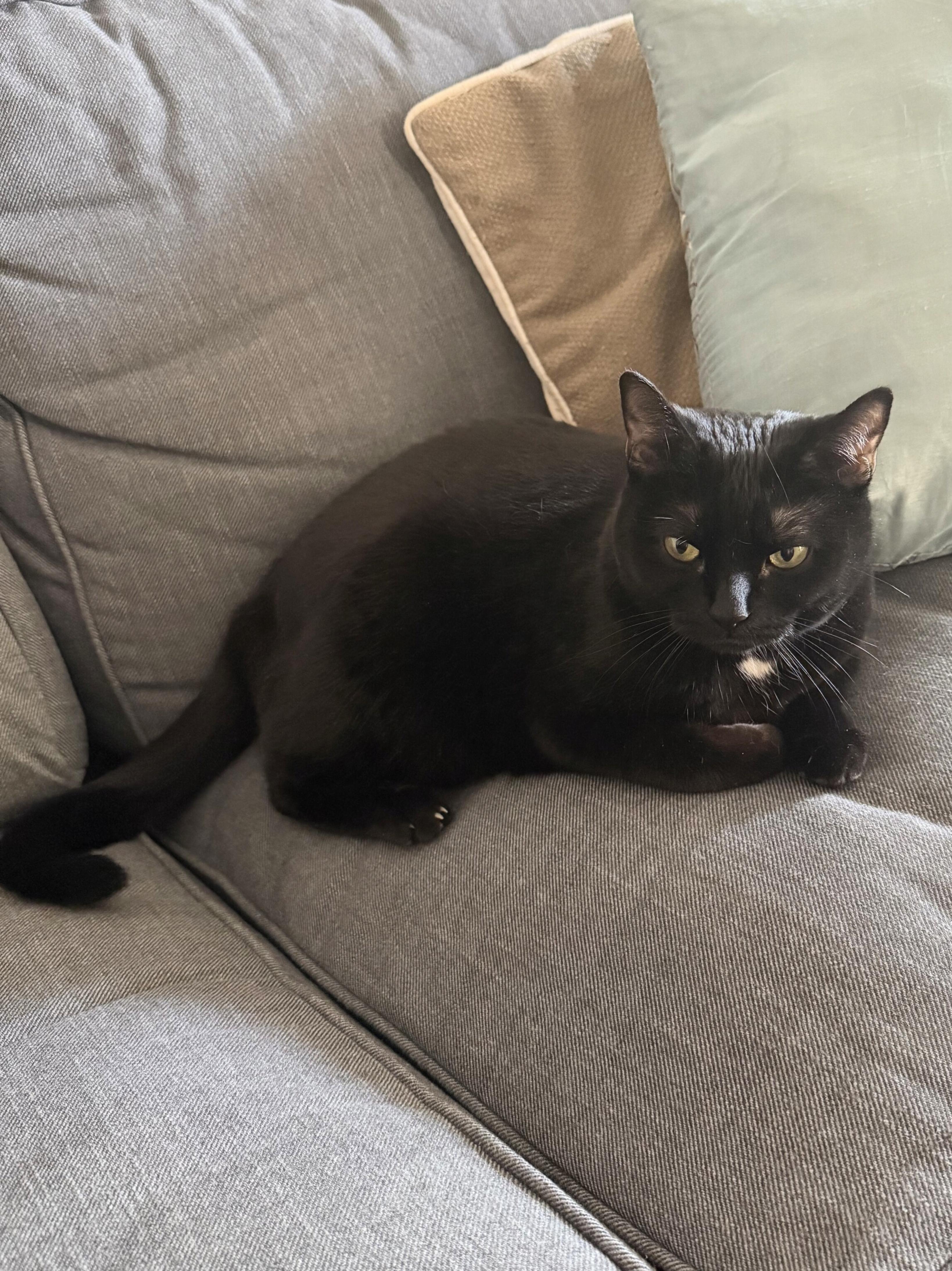 Enlarge FRIEDA, a Adoptable Domestic Short Hair in brooklyn, NY image 3/6