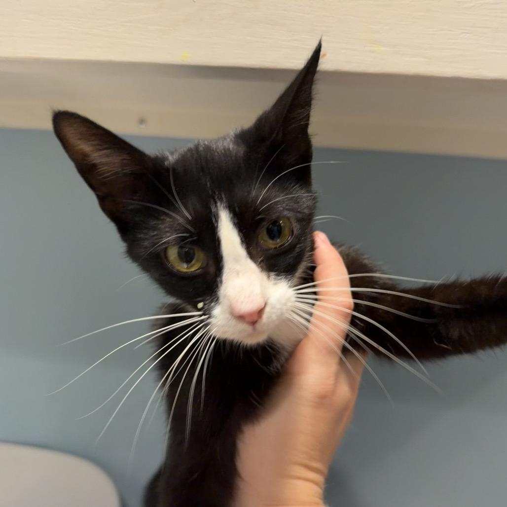 Talia, Adoptable, Young Female Domestic Short Hair.