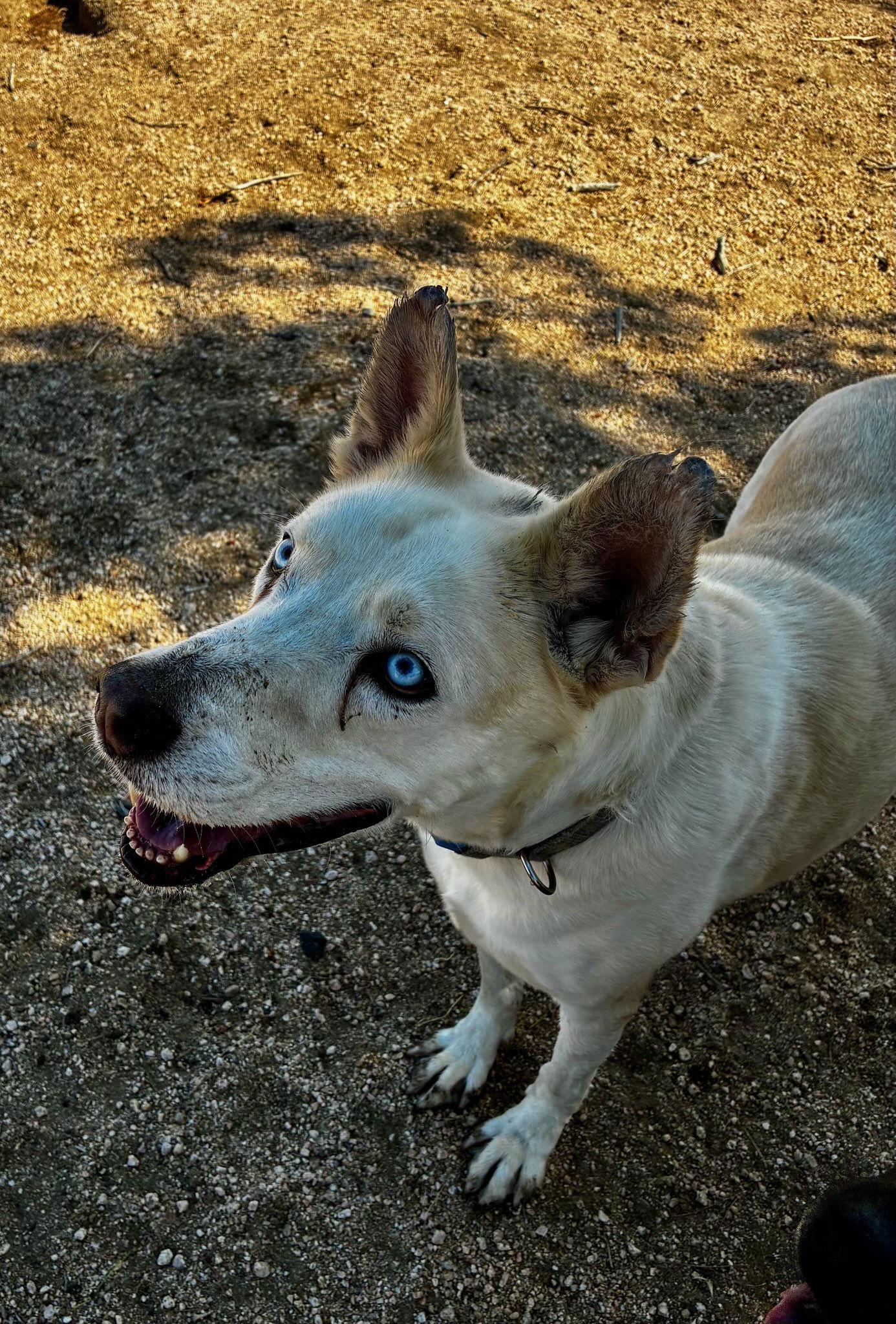 Enlarge Jack Snow, a Adoptable mixed breed in Mentone, CA image 1/2