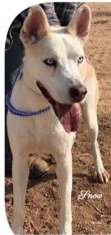 Enlarge Jack Snow, a Adoptable mixed breed in Mentone, CA image 2/2