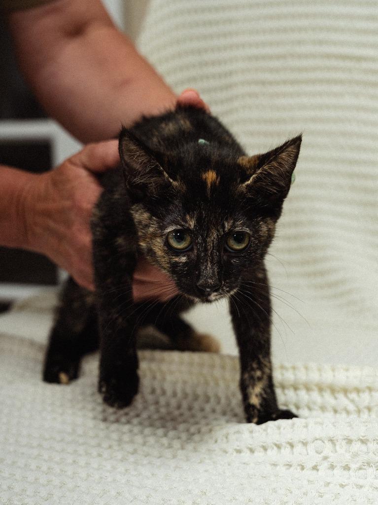 Chewie(pink), Adoptable, Kitten Female Domestic Short Hair.