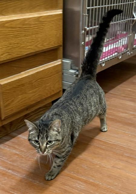 Enlarge Jade, a ADOPTABLE Domestic Short Hair in Mauston, WI image 1/1